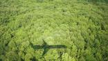 airplane over trees